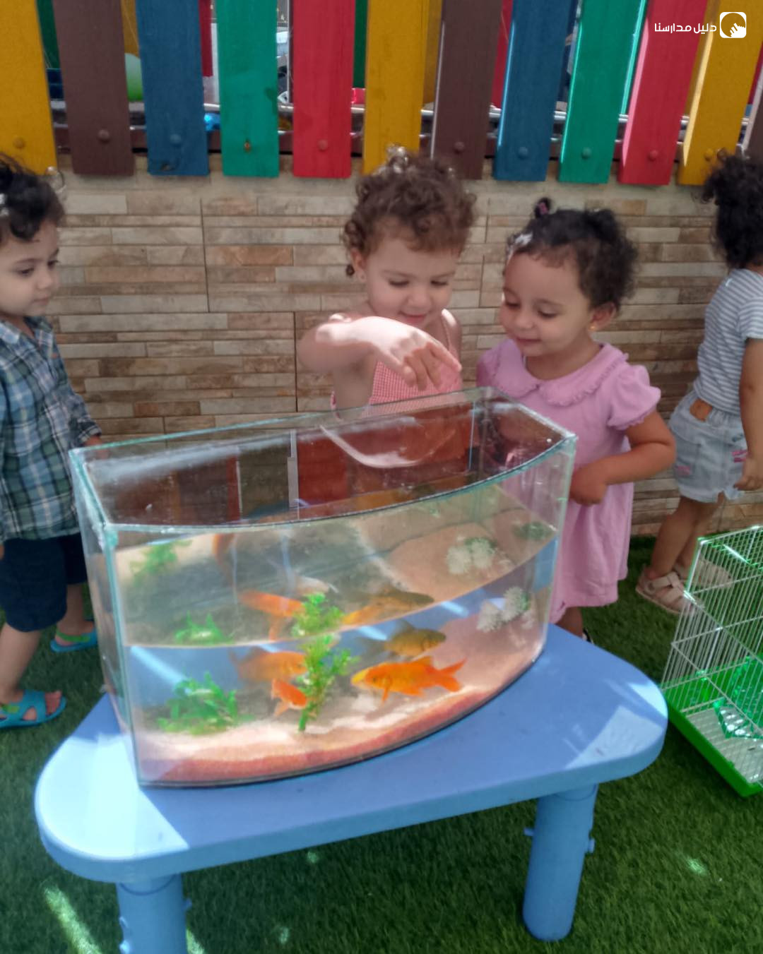 حضانة طنين النحل slide 6