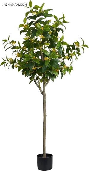 حمزة العجوري