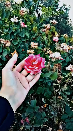 Fatimah Aldradkeh