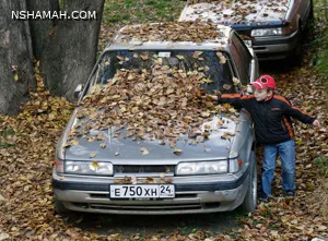 هكذا يضر ترك أوراق الشجر المتساقط بسيارتك