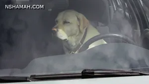 تعرف على خطورة ترك كلبك في السيارة